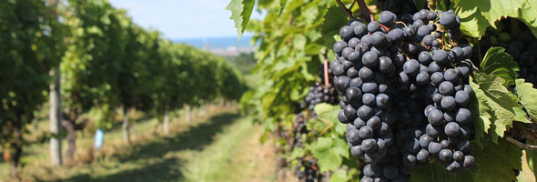 【余市町】「ヴィンヤード」余市はワイン用ブドウの収穫量が全道一を誇るワインの町です。