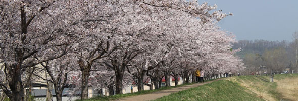 【余市町】「余市川桜づつみ」約400本のソメイヨシノが余市川両岸を彩ります。