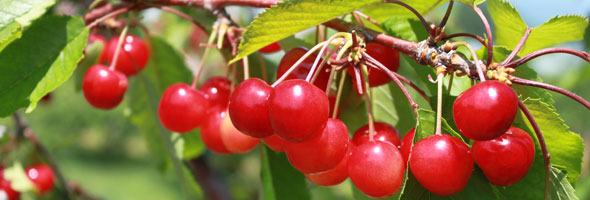 【仁木町】「初夏の味覚仁木町特産さくらんぼ」