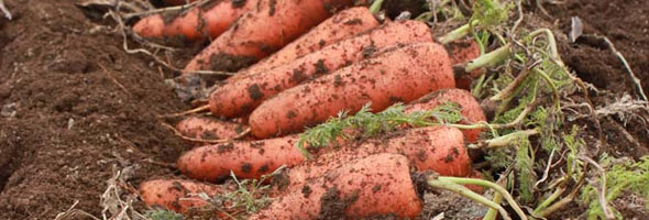 【真狩村】「雪の下人参」 雪の下で甘さがぐーんと増してみずみずしい雪の下人参