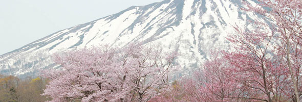 【真狩村】真狩村神社の桜並木:5月上旬から中旬にかけて真狩村神社の桜並木が見ごろとなります。
