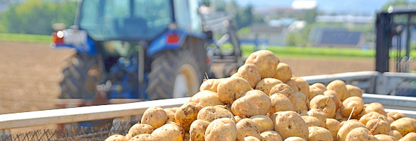 【留寿都村】「秋の味覚 留寿都のじゃがいも」 タイトルのとおり、羊蹄山麓を代表するじゃがいもの画像で、道民の食に欠かせない食材のひとつです。