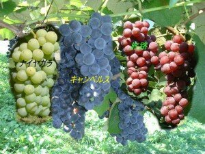 ぶどう3種類