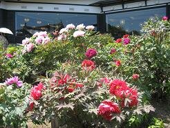 恒例の「牡丹・芍薬まつり」